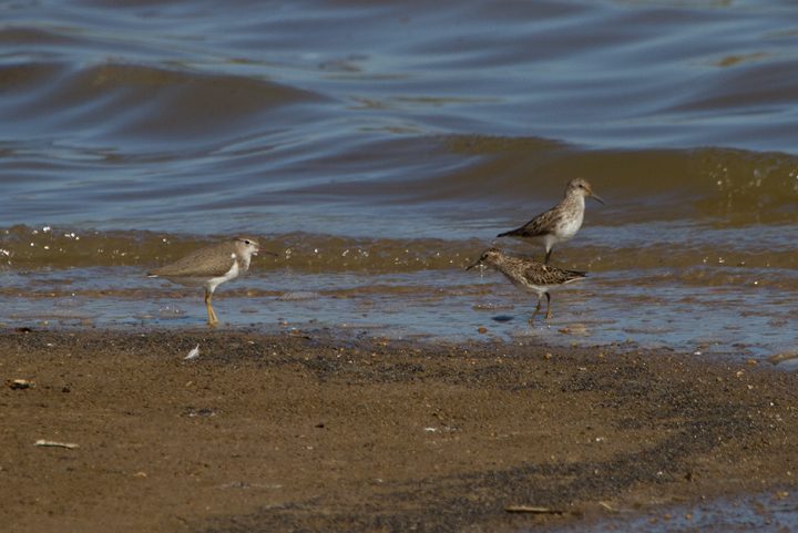 A juvenile Spotted Sandpiper at Swan Creek, Anne Arundel Co., Maryland (7/13/2011). Photo by Bill Hubick.