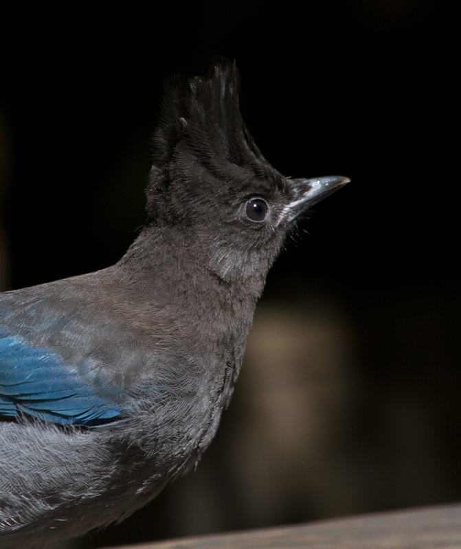 A Steller's Jay poses for close-ups in Humboldt Redwoods SP, California (7/4/2011). Photo by Bill Hubick.