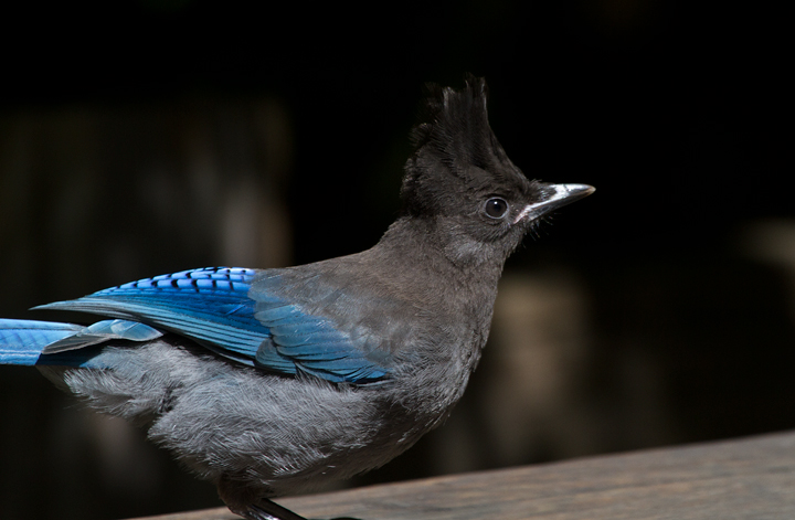 A Steller's Jay poses for close-ups in Humboldt Redwoods SP, California (7/4/2011). Photo by Bill Hubick.