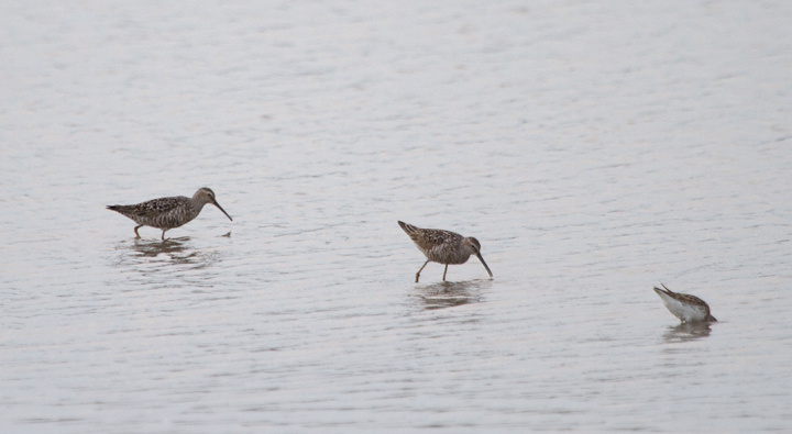 Two Stilt Sandpipers at Swan Creek in Anne Arundel Co., Maryland (7/22/2011). Photo by Bill Hubick.