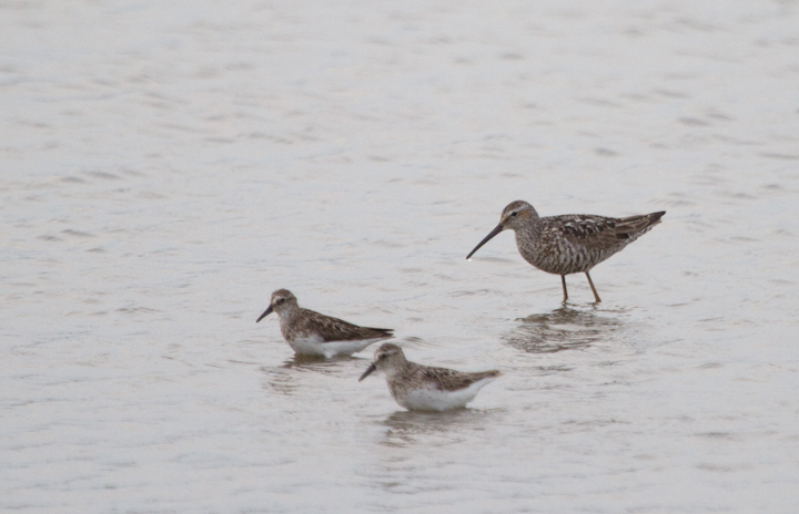 Two Stilt Sandpipers at Swan Creek in Anne Arundel Co., Maryland (7/22/2011). Photo by Bill Hubick.