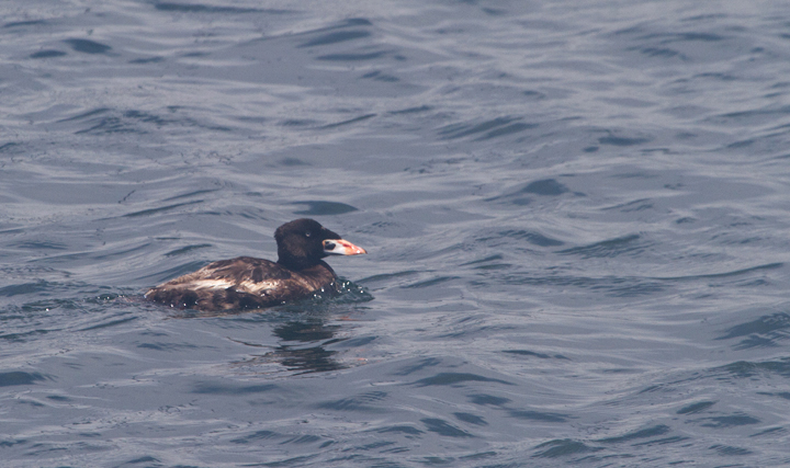 A summering drake Surf Scoter in Monterey Harbor, California (7/1/2011). Photo by Bill Hubick.