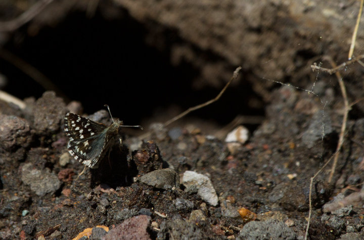 A Two-banded Checkered-Skipper on Mount Shasta, California (7/6/2011). Photo by Bill Hubick.