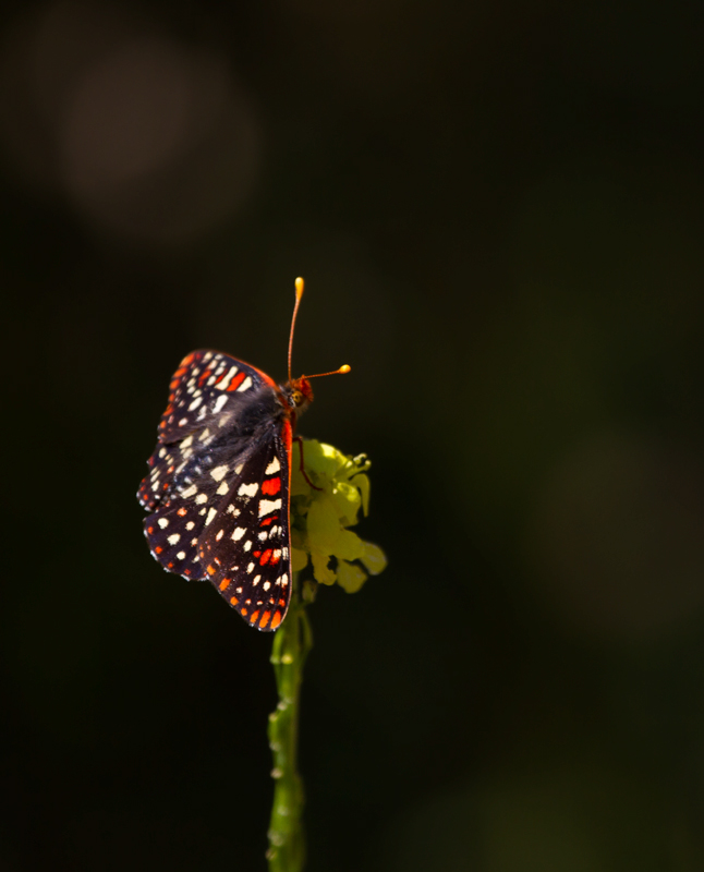 A beautiful Variable Checkerspot at Palo Colorado Canyon, California (7/1/2011). Photo by Bill Hubick.