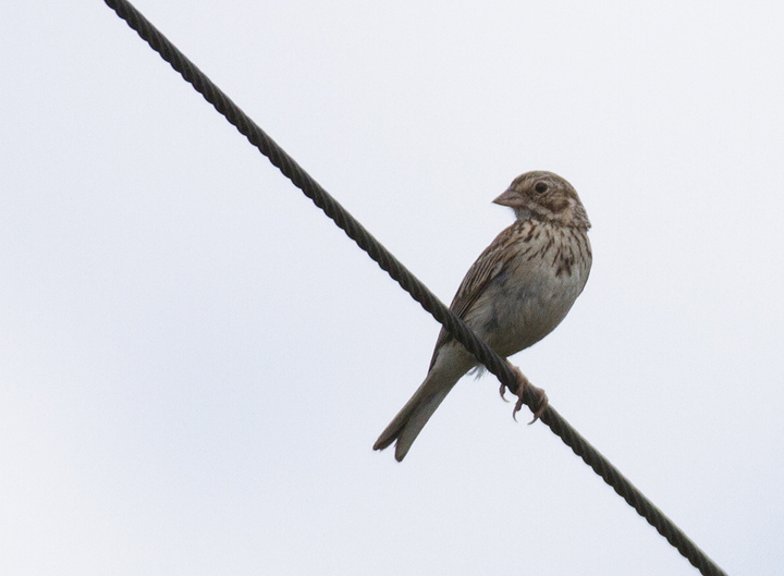 A Vesper Sparrow gets in the way of my photographing a Dickcissel in Montgomery Co., Maryland (7/17/2011). <br />I can live with such distractions. Photo by Bill Hubick.