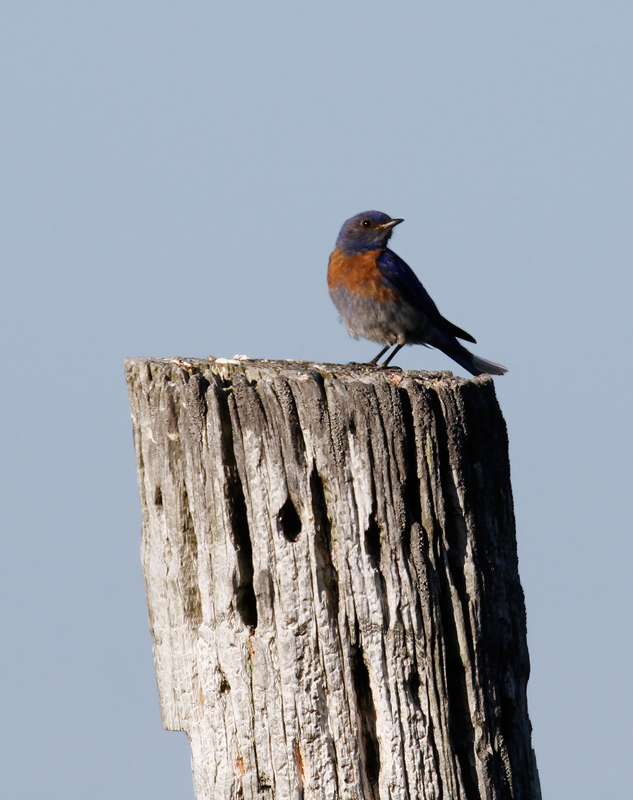 A Western Bluebird demonstrates his place in the food chain in the foothills outside Garberville, California (7/4/2011). Photo by Bill Hubick.