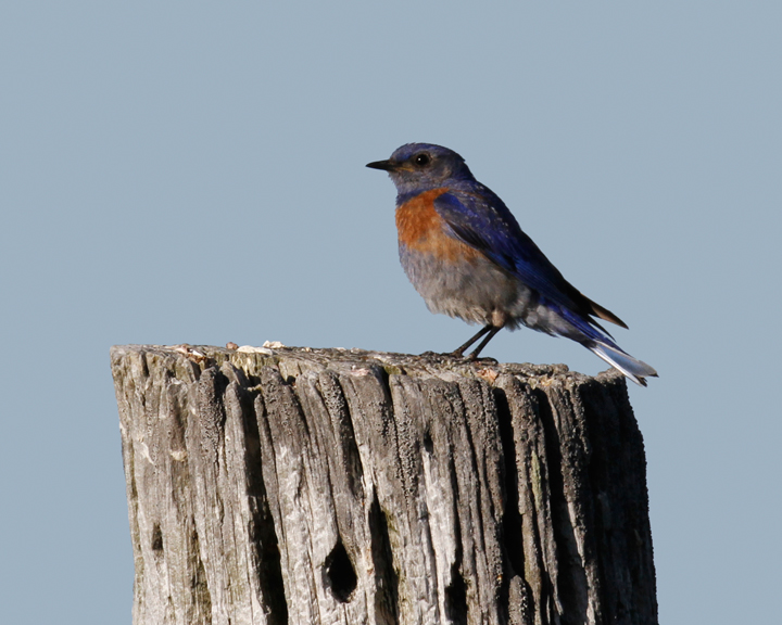 A Western Bluebird demonstrates his place in the food chain in the foothills outside Garberville, California (7/4/2011). Photo by Bill Hubick.