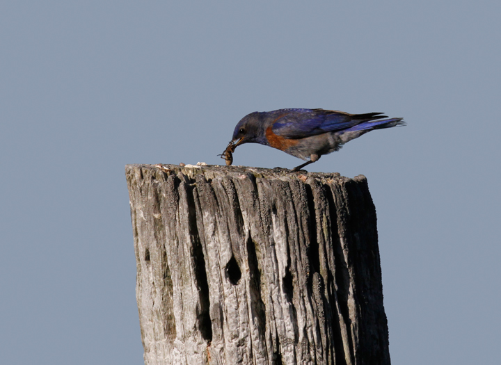 A Western Bluebird demonstrates his place in the food chain in the foothills outside Garberville, California (7/4/2011). Photo by Bill Hubick.