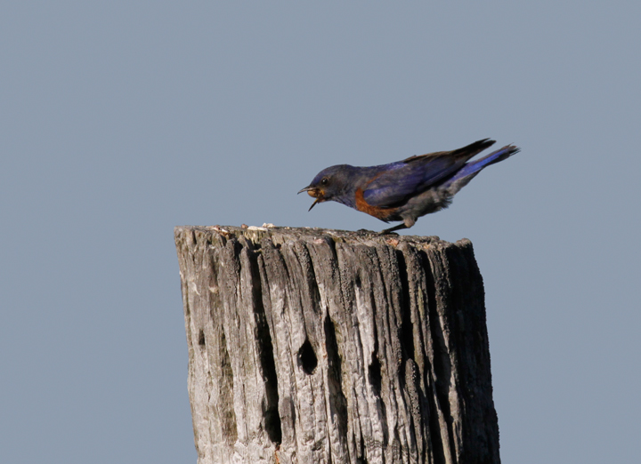 A Western Bluebird demonstrates his place in the food chain in the foothills outside Garberville, California (7/4/2011). Photo by Bill Hubick.