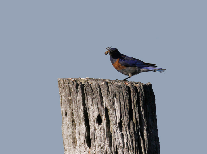 A Western Bluebird demonstrates his place in the food chain in the foothills outside Garberville, California (7/4/2011). Photo by Bill Hubick.