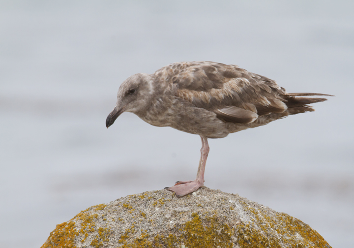 An immature Western Gull in Pacific Grove, California (7/1/2011). Photo by Bill Hubick.