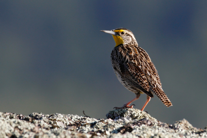 A Western Meadowlark poses dramatically in the hills above Garberville, California (7/4/2011). Photo by Bill Hubick.