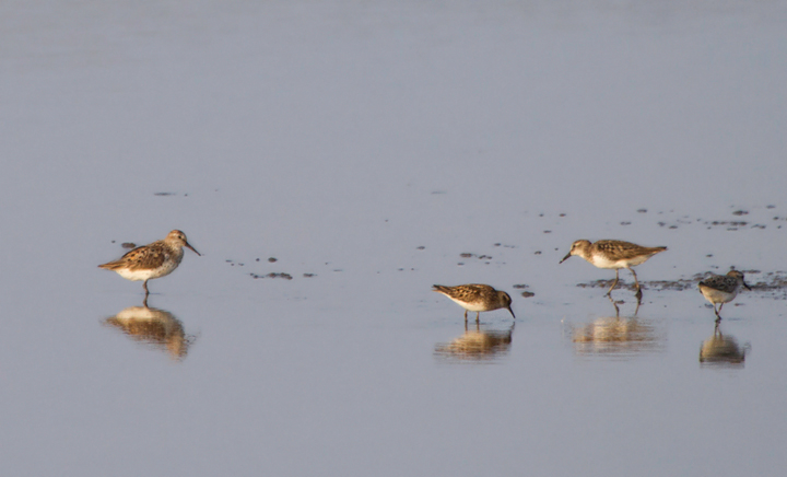 Western Sandpipers among other peeps at Swan Creek, Anne Arundel Co., Maryland (7/20/2011). We counted a total of 37 on this date. Photo by Bill Hubick.