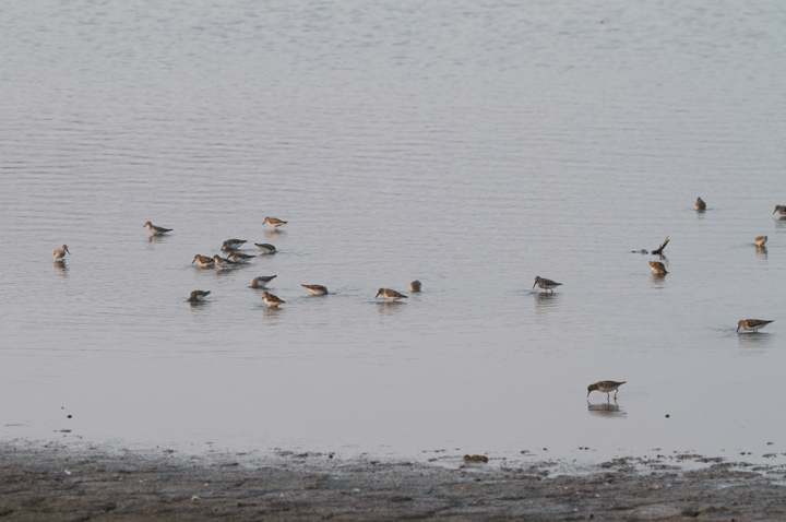 Western Sandpipers among other peeps at Swan Creek, Anne Arundel Co., Maryland (7/20/2011). We counted a total of 37 on this date. Photo by Bill Hubick.