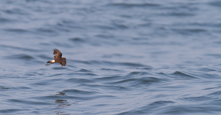 One of 12 Wilson's Storm-Petrels easily observed from shore at the Ocean City Inlet, Maryland (7/23/2011). Photo by Bill Hubick.