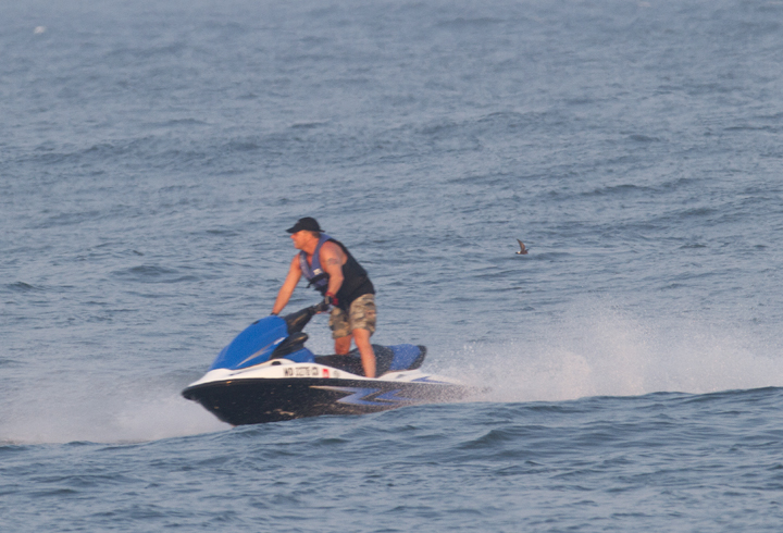 A Wilson's Storm-Petrel poses with Kenny Powers. Photo by Bill Hubick.