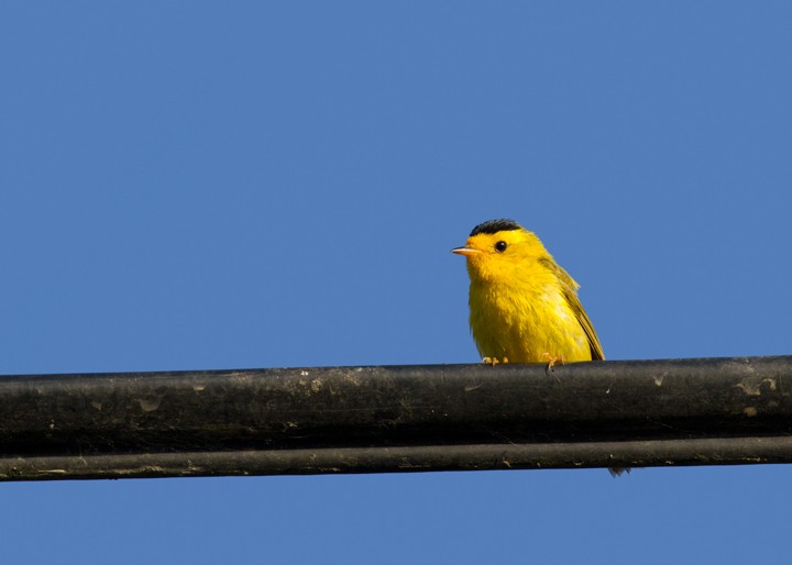 A Wilson's Warbler so charged up that he's singing from a telephone wire in Watsonville, California (7/1/2011). Photo by Bill Hubick.