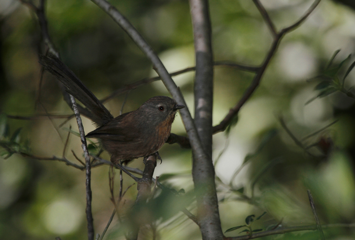 A Wrentit investigates my presence just outside of Humboldt Redwoods SP, California (7/4/2011). Photo by Bill Hubick.