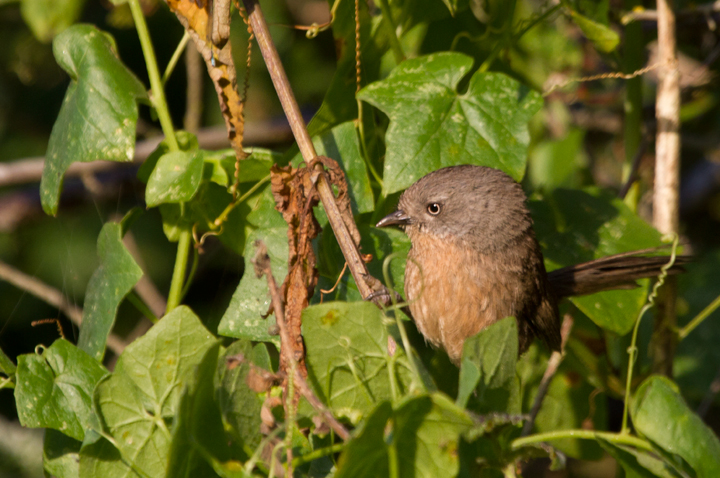 A Wrentit poses for me at Watsonville Slough, California (7/1/2011). Photo by Bill Hubick.