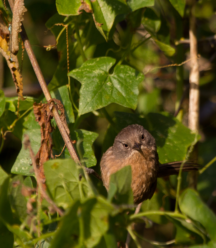 A Wrentit poses for me at Watsonville Slough, California (7/1/2011). Photo by Bill Hubick.