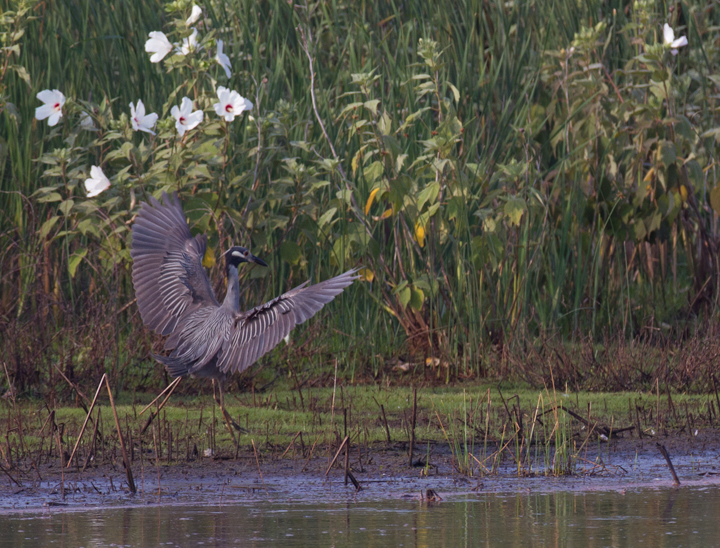 This adult Yellow-crowned Night-Heron was a nice find from a morning of shorebird and wader study between Truitt's and Vaughn North (7/23/2011). This was my first adult
Yellow-crowned Night-Heron on the Eastern Shore. Photo by Bill Hubick.