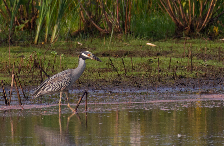 This adult Yellow-crowned Night-Heron was a nice find from a morning of shorebird and wader study between Truitt's and Vaughn North (7/23/2011). This was my first adult
Yellow-crowned Night-Heron on the Eastern Shore. Photo by Bill Hubick.