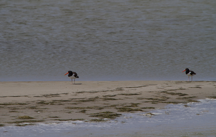 American Oystercatchers on a sandbar off Smith Island, Somerset Co., Maryland (8/6/2011). Photo by Bill Hubick.