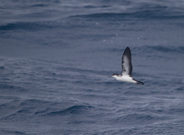 A cooperative Audubon's Shearwater in Maryland waters (8/14/2011). Photo by Bill Hubick.