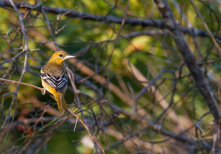 Baltimore Orioles were the most conspicuous migrants on an 8/21 visit to Assateague Island (8/21/2011). Photo by Bill Hubick.