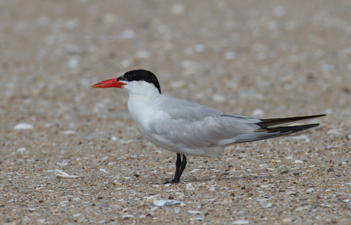 An adult Caspian Tern roosting on Assateague Island, Maryland (8/21/2011). Photo by Bill Hubick.