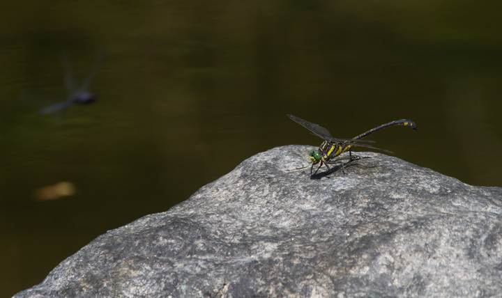 A Dragonhunter - the monster, dragonfly-eating dragonfly - in Carroll Co., Maryland (8/20/2011). Photo by Bill Hubick.