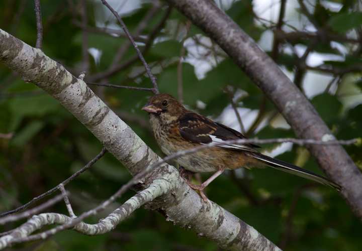 A juvenile Eastern Towhee on Assateague Island, Maryland (8/21/2011). Photo by Bill Hubick.