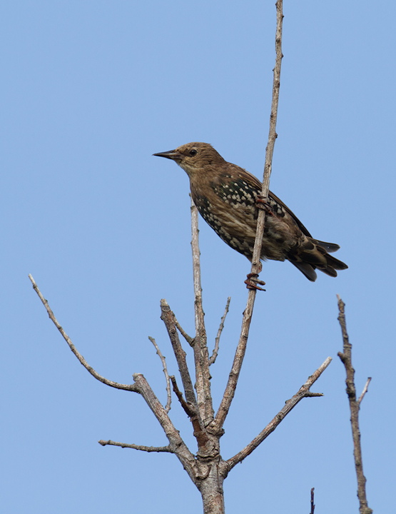 A juvenile European Starling on Assateague Island, Maryland (8/21/2011). Photo by Bill Hubick.