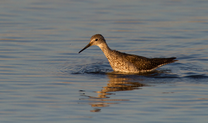 A Lesser Yellowlegs at Swan Creek, Anne Arundel Co., Maryland (8/10/2011). Photo by Bill Hubick.