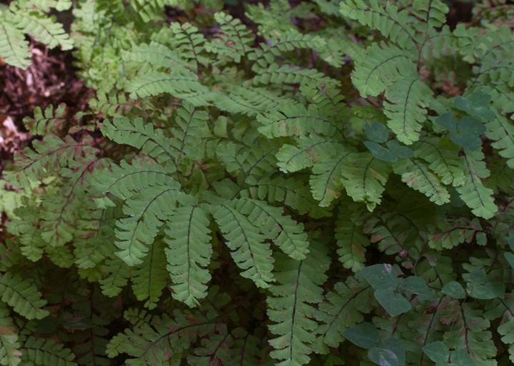 Maidenhair Fern (<em>Adiantum pedatum</em>) near Liberty Reservoir, Baltimore Co., Maryland (8/20/2011). Photo by Bill Hubick.