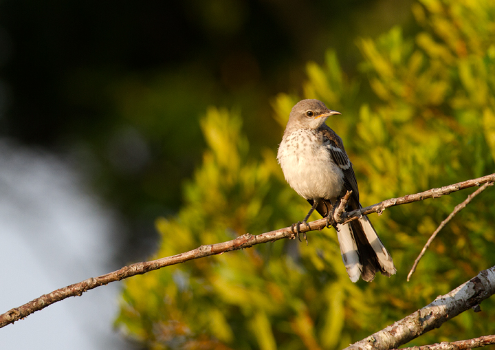 A juvenile Northern Mockingbird born this summer on Assateague Island, Maryland (8/21/2011). The sounds of its childhood are Royal Terns and Boat-tailed Grackles. It has never heard a Tufted Titmouse. Note the breast spotting and light-colored lower mandible. Photo by Bill Hubick.