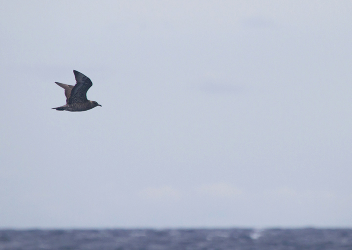 A Pomarine Jaeger far at sea in Maryland waters (8/14/2011). Photo by Bill Hubick.