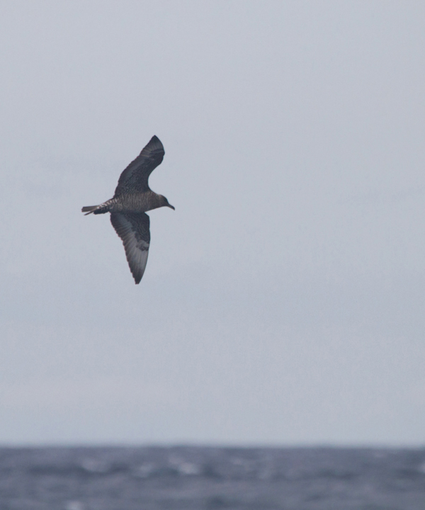 A Pomarine Jaeger far at sea in Maryland waters (8/14/2011). Photo by Bill Hubick.