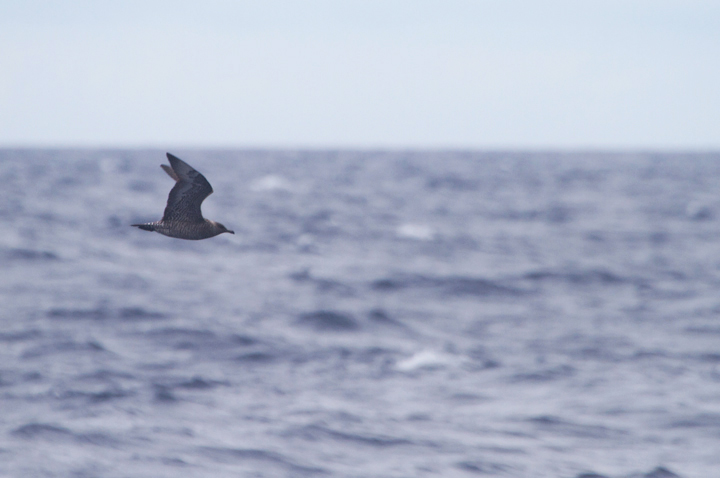 A Pomarine Jaeger far at sea in Maryland waters (8/14/2011). Photo by Bill Hubick.