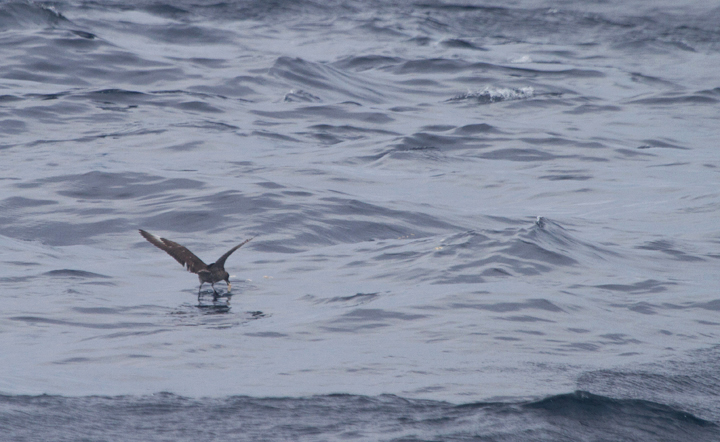 A Pomarine Jaeger far at sea in Maryland waters (8/14/2011). Photo by Bill Hubick.