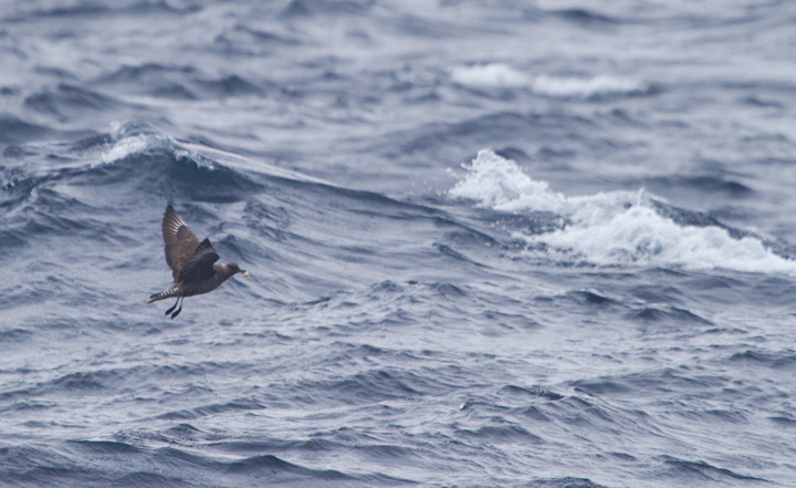 A Pomarine Jaeger far at sea in Maryland waters (8/14/2011). Photo by Bill Hubick.