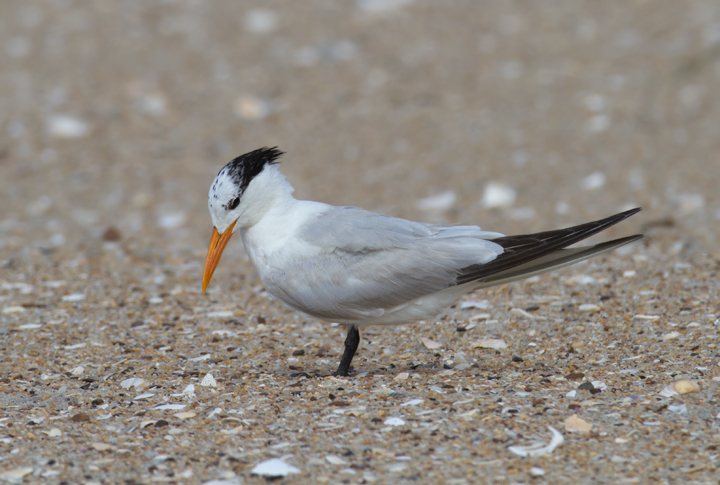 A Royal Tern on Assateague Island, Maryland (8/21/2011). Photo by Bill Hubick.