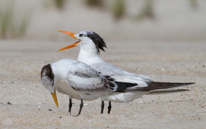 All parents embarass their kids.<br /> Adult and juvenile Royal Terns loafing on the beach at the end of summer (Assateague Island, Maryland, 8/21/2011). Photo by Bill Hubick.