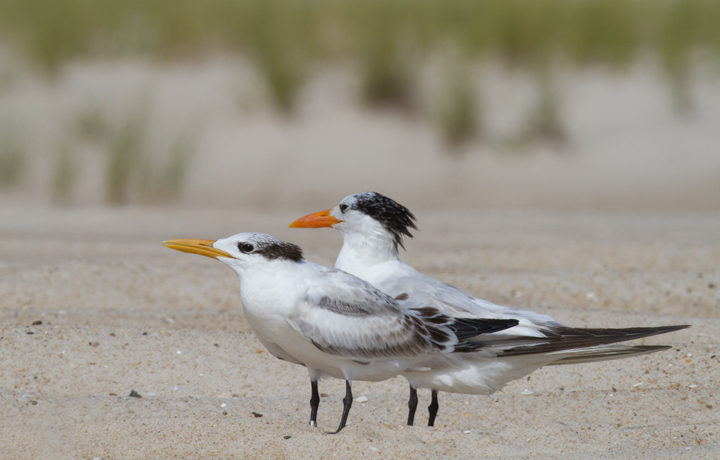 All parents embarass their kids.<br /> Adult and juvenile Royal Terns loafing on the beach at the end of summer (Assateague Island, Maryland, 8/21/2011). Photo by Bill Hubick.