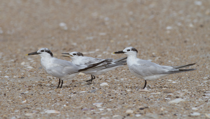 Sandwich Terns on Assateague Island, Maryland (8/21/2011). Juvenile in the middle of the first photo. Photo by Bill Hubick.