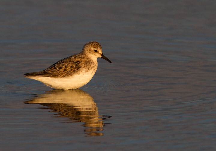 Adult Semipalmated Sandpiper at Swan Creek, Anne Arundel Co., Maryland (8/10/2011). I think the second bird looks long- and stout-billed because it just pulled its head out of the water. Photo by Bill Hubick.