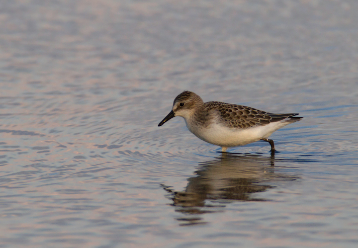 Juvenile Semipalmated Sandpipers at Swan Creek, Maryland (8/10 and 8/11/2011). Photo by Bill Hubick.