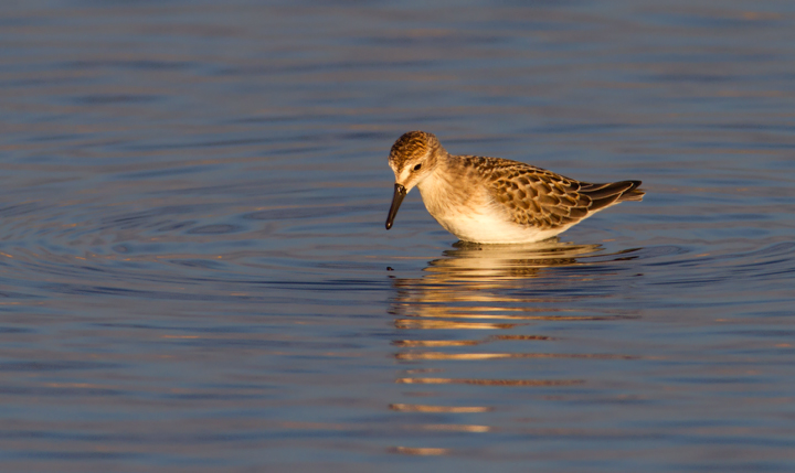 Juvenile Semipalmated Sandpipers at Swan Creek, Maryland (8/10 and 8/11/2011). Photo by Bill Hubick.