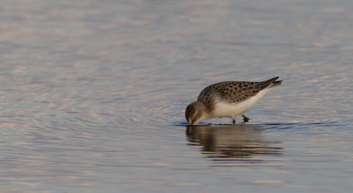 Juvenile Semipalmated Sandpipers at Swan Creek, Maryland (8/10 and 8/11/2011). Photo by Bill Hubick.