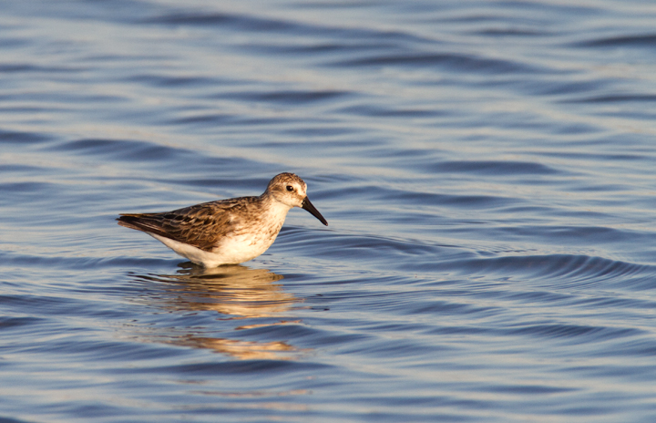 Adult Semipalmated Sandpiper at Swan Creek, Anne Arundel Co., Maryland (8/10/2011). I think the second bird looks long- and stout-billed because it just pulled its head out of the water. Photo by Bill Hubick.